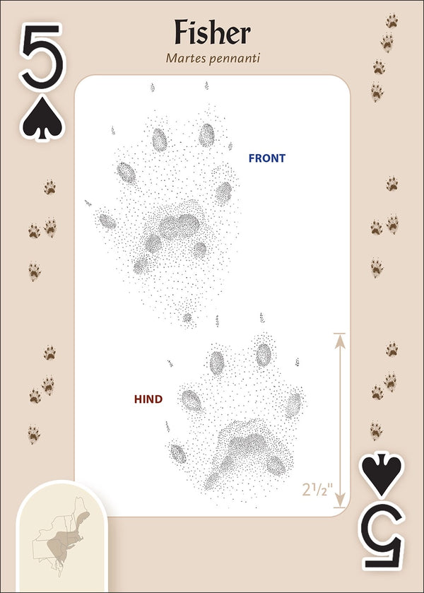 Playing Cards