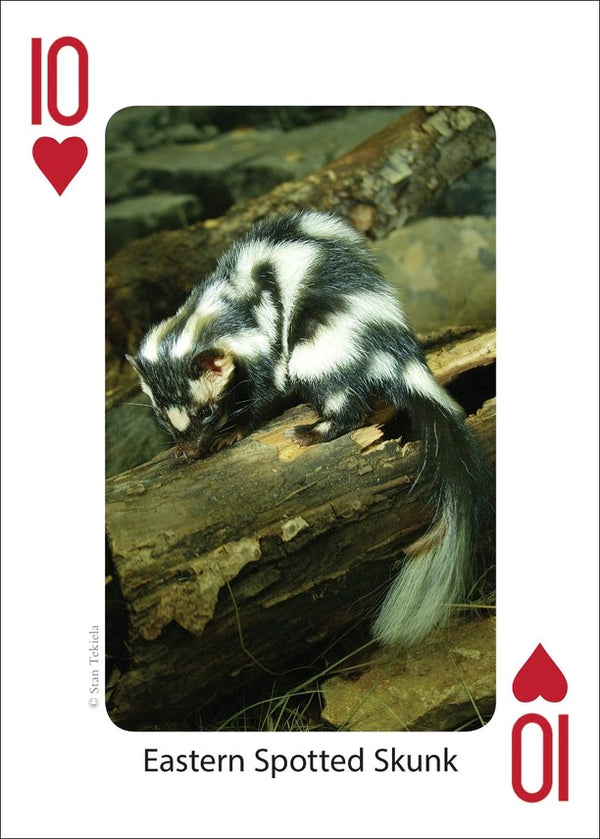 Playing Cards