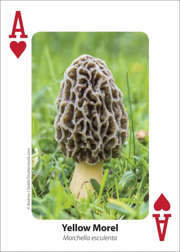 Playing Cards