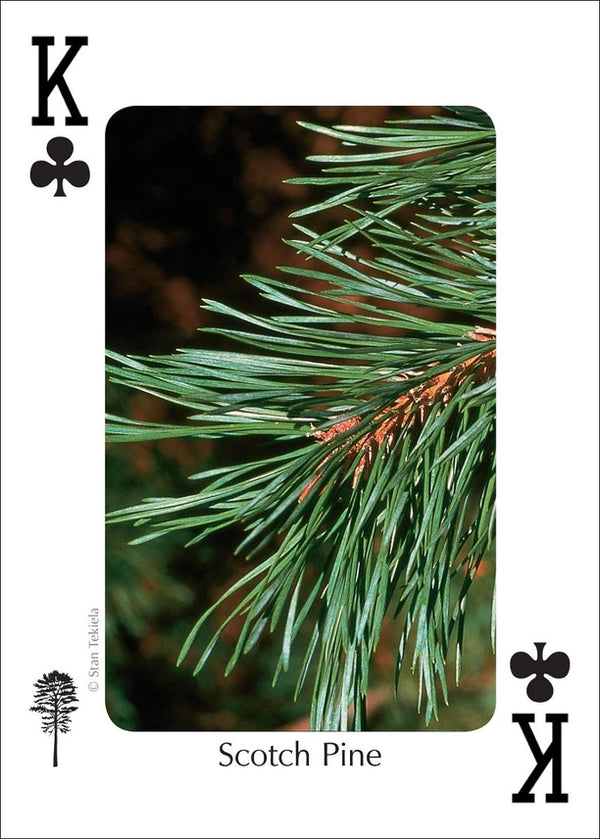 Playing Cards